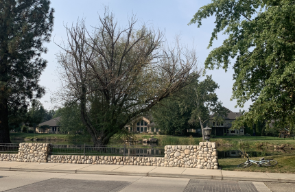 Tree and Stump Removal